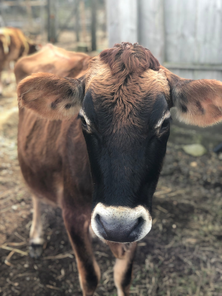 February Update and a Family Milk Cow!
