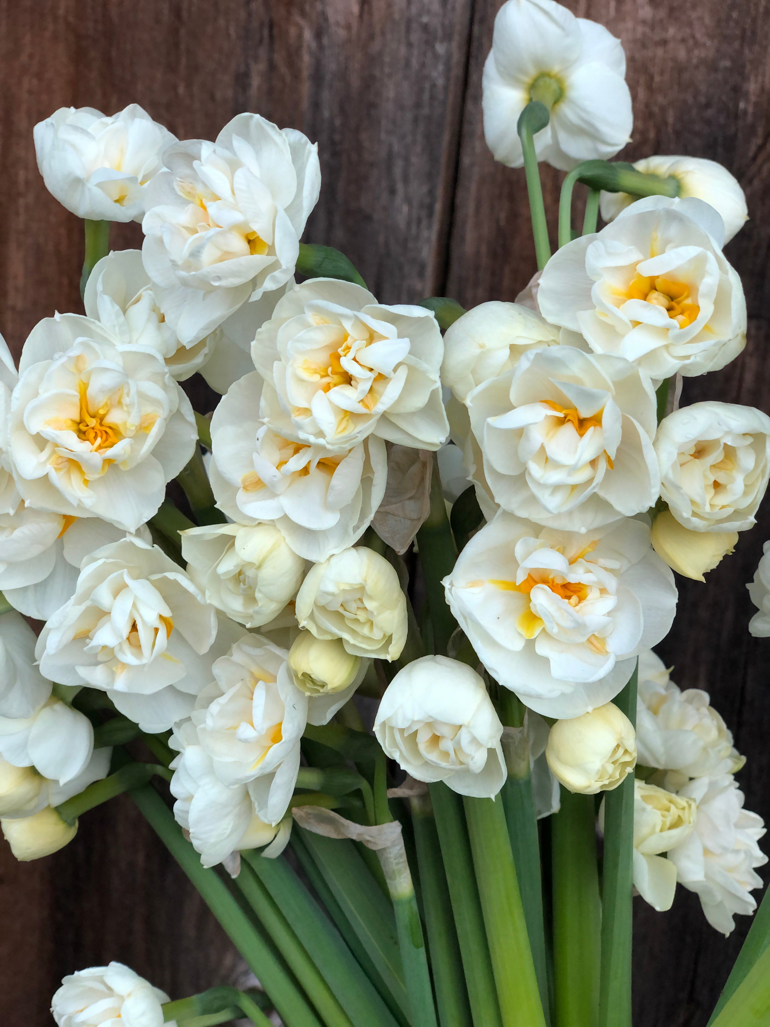Narcissus Bridal Crown