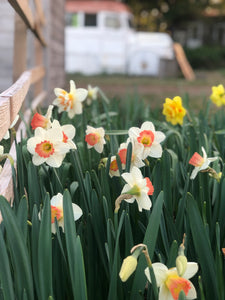 Narcissus Pink Charm