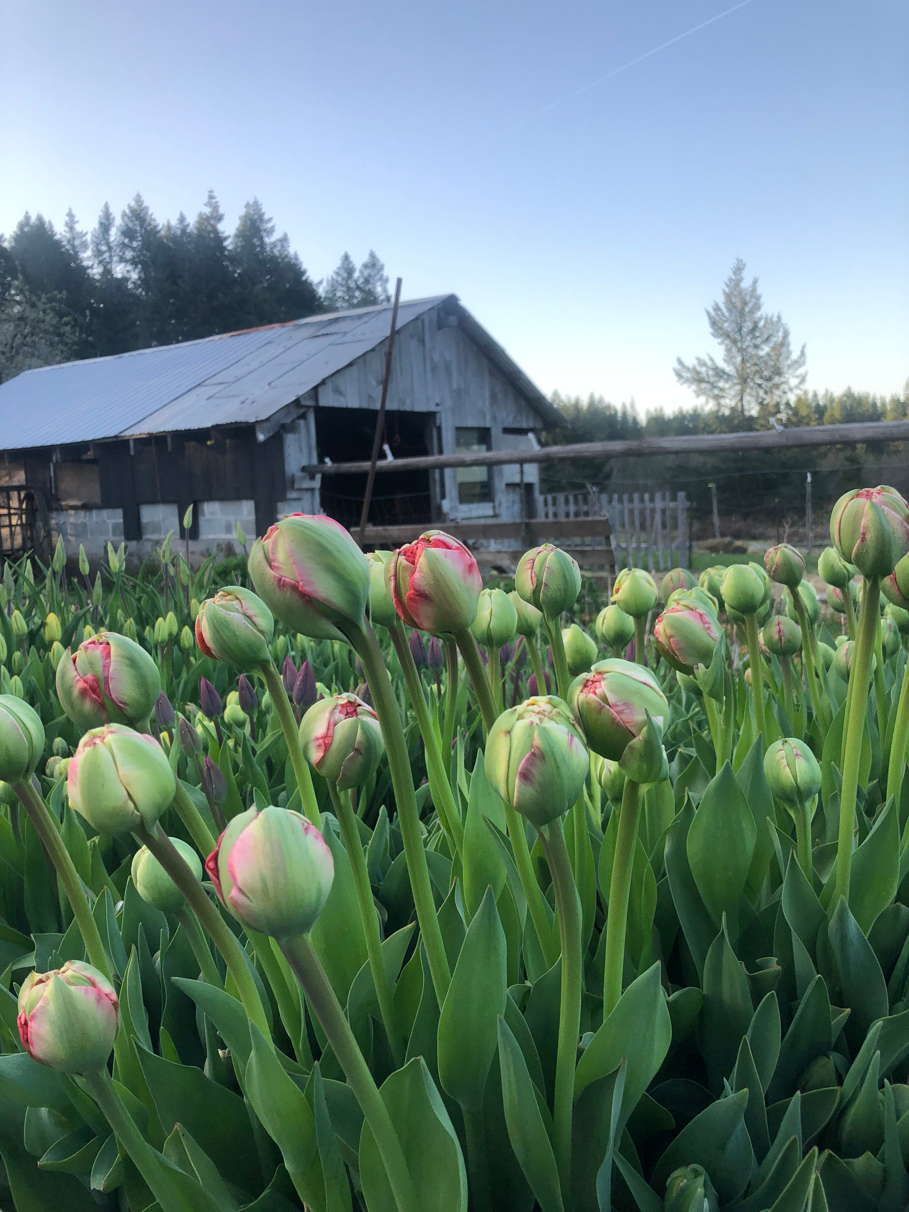 Tulip Double Gudoshnik