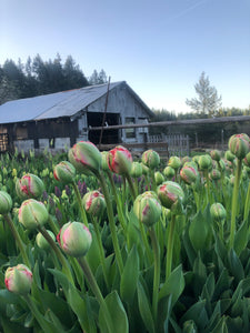 Tulip Double Gudoshnik
