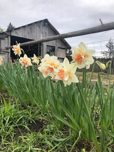 Narcissus Delnashaugh