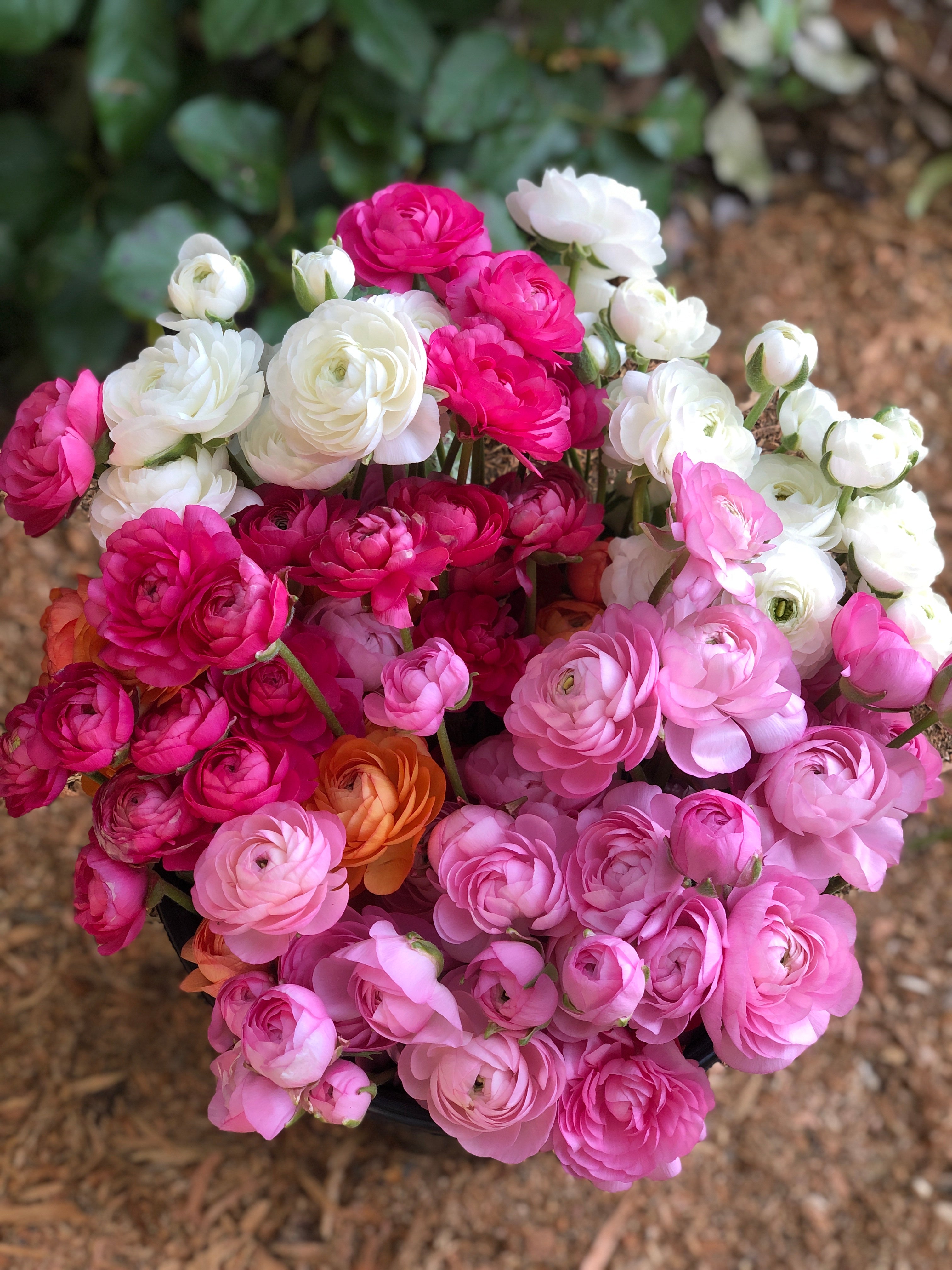 Coastal Island Specialty Ranunculus Mix