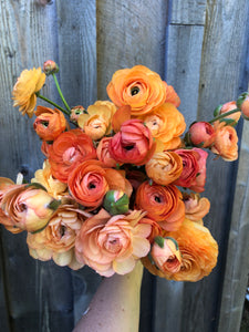 Coastal Island Specialty Ranunculus Mix