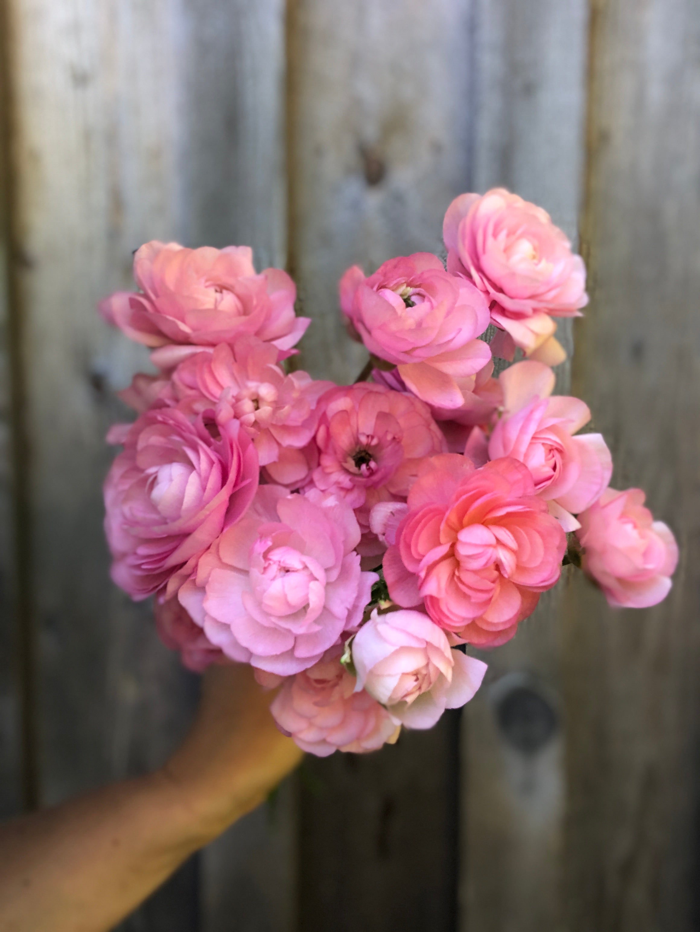 Coastal Island Specialty Ranunculus Mix
