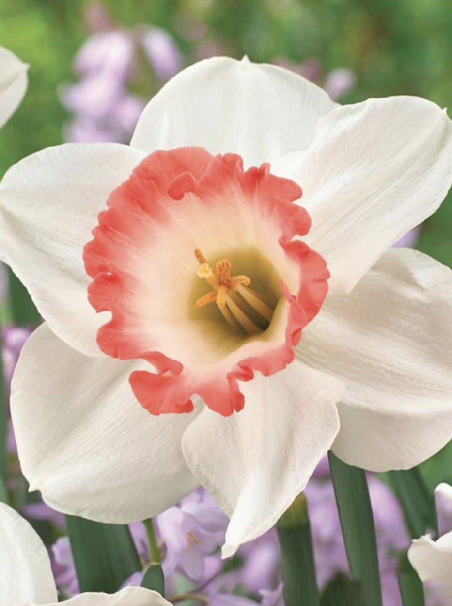 Narcissus Pink Charm