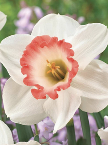 Narcissus Pink Charm