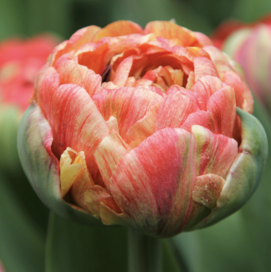 Tulip Double Gudoshnik
