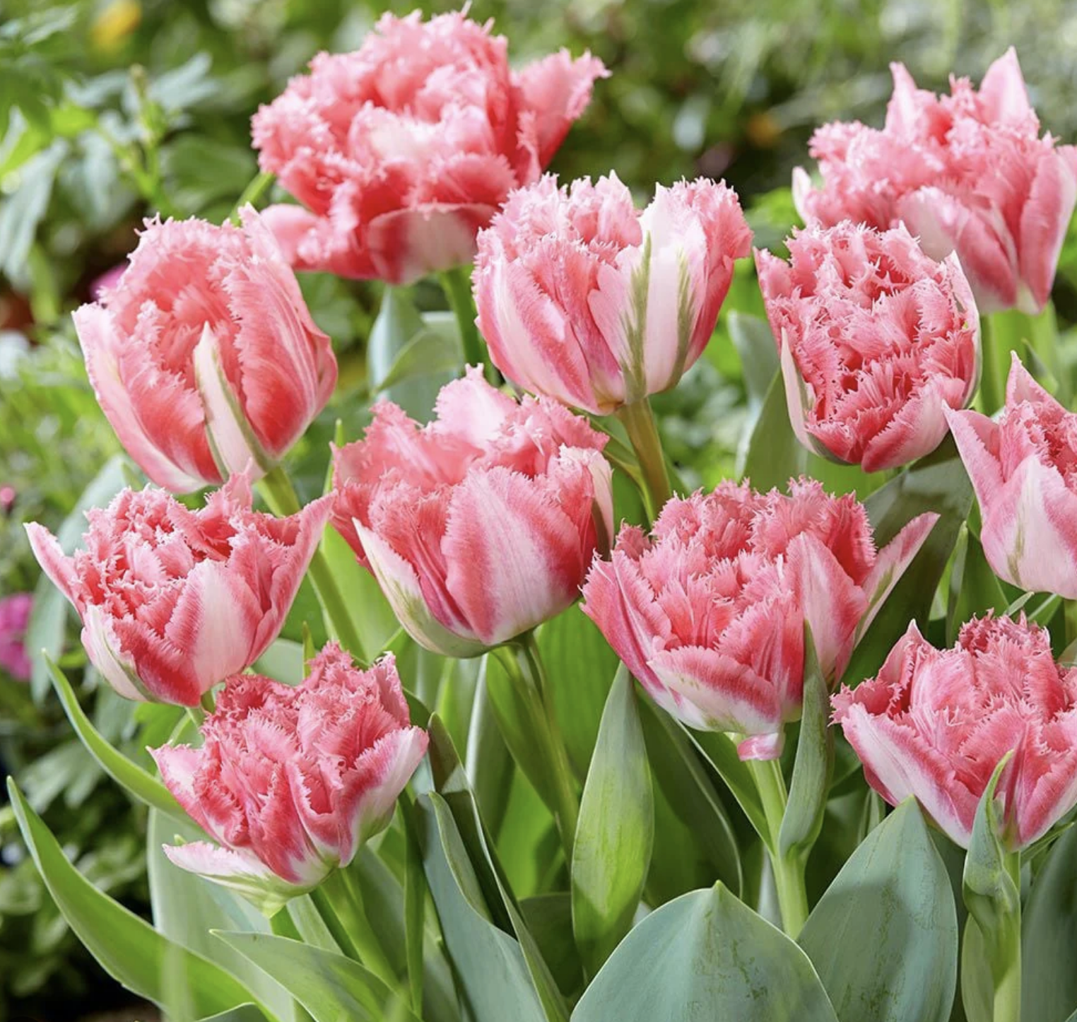 Tulip Double Fringed Crispion Sweet