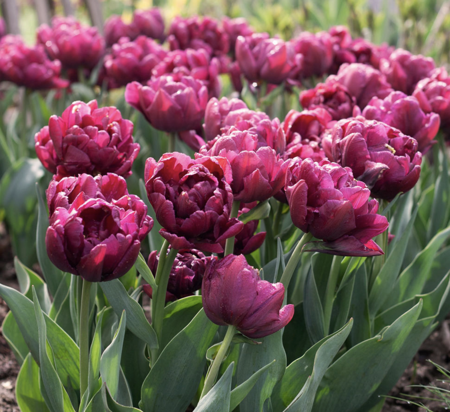 Tulip Allison Bradley
